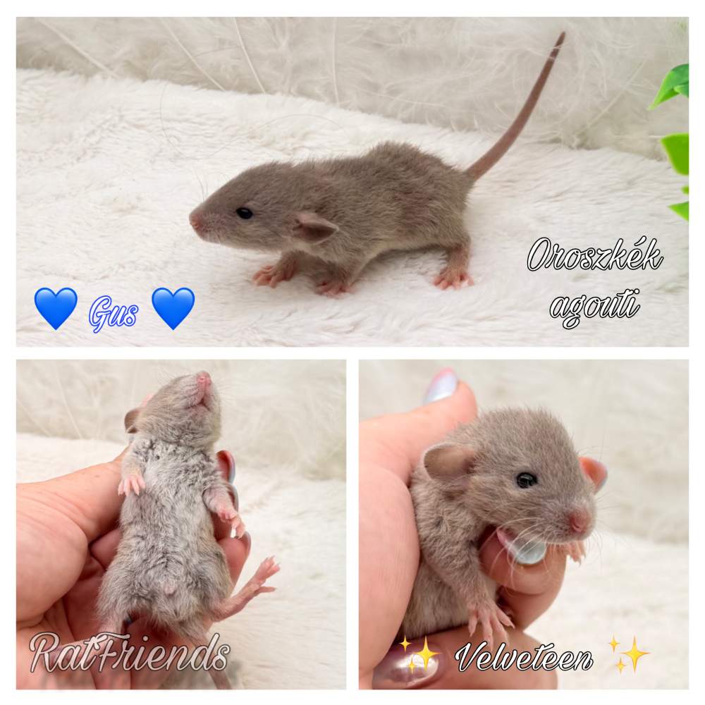 Fancy rat Available for rehoming Rattus norvegicus 