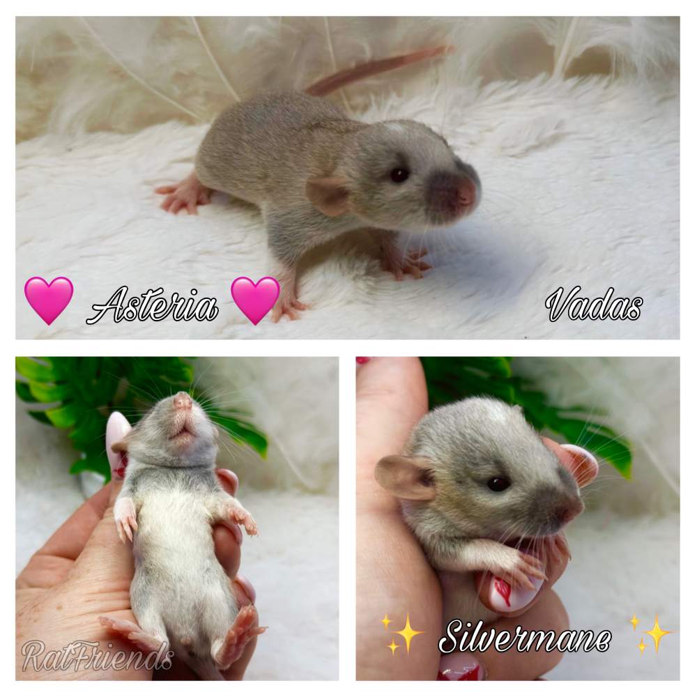 Fancy rat Available for rehoming Rattus norvegicus 