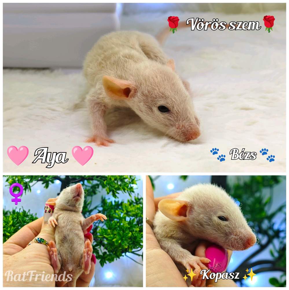 Fancy rat Available for rehoming Rattus norvegicus 