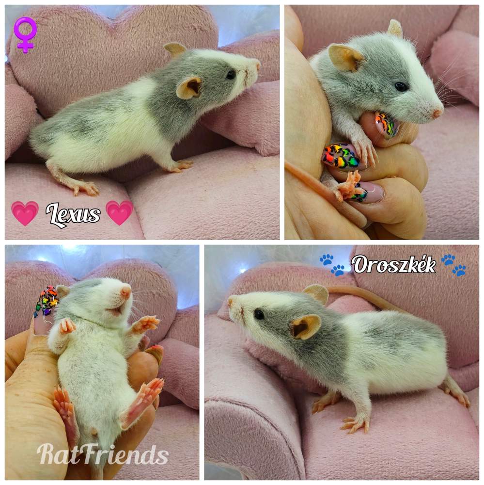 Fancy rat Owned by other Rattus norvegicus 