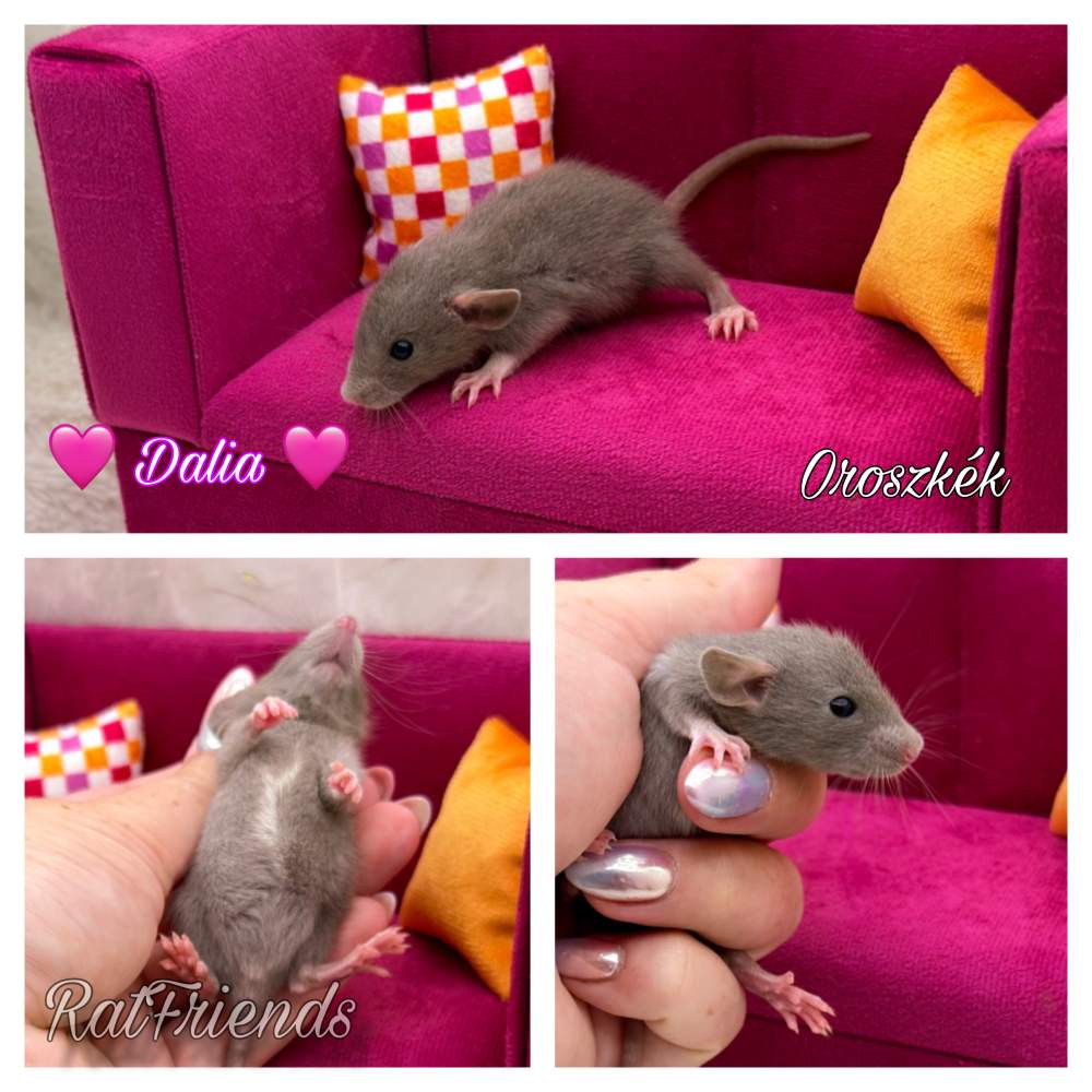 Fancy rat Breeder Rattus norvegicus 