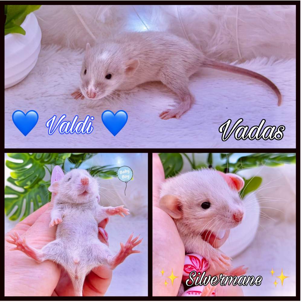 Fancy rat Available for rehoming Rattus norvegicus 