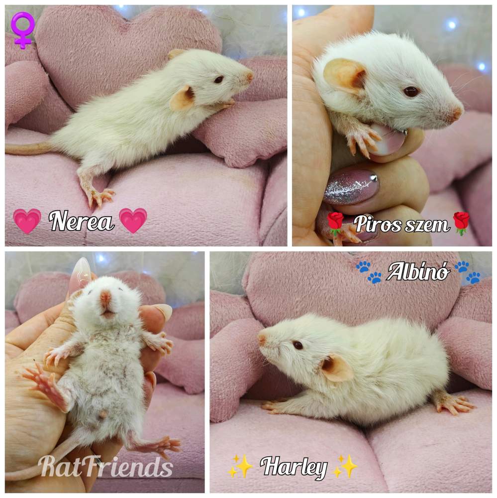 Fancy rat Pet only Rattus norvegicus 