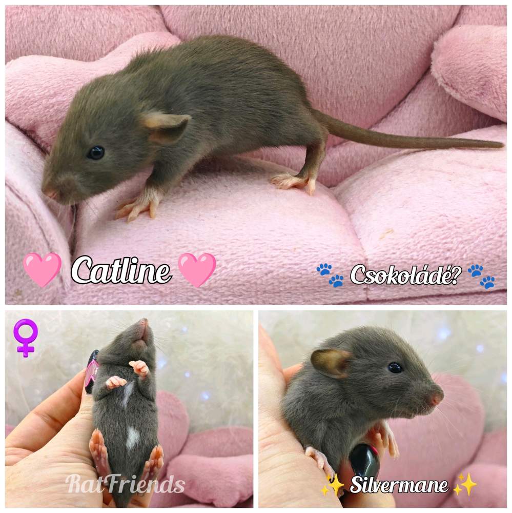 Fancy rat Owned by other Rattus norvegicus 