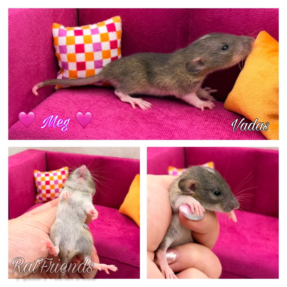 Fancy rat Available for rehoming Rattus norvegicus 