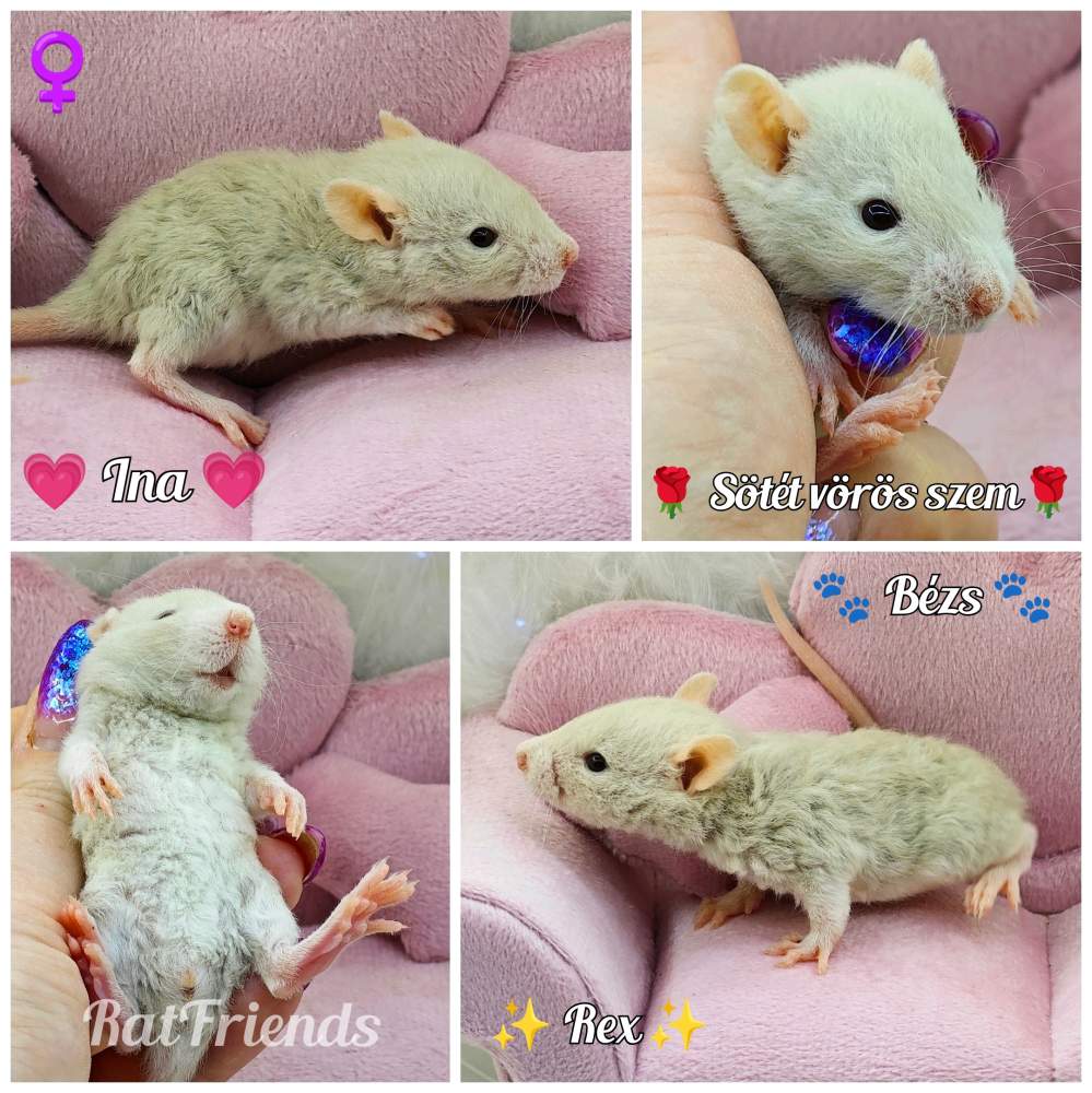 Fancy rat Owned by other Rattus norvegicus 