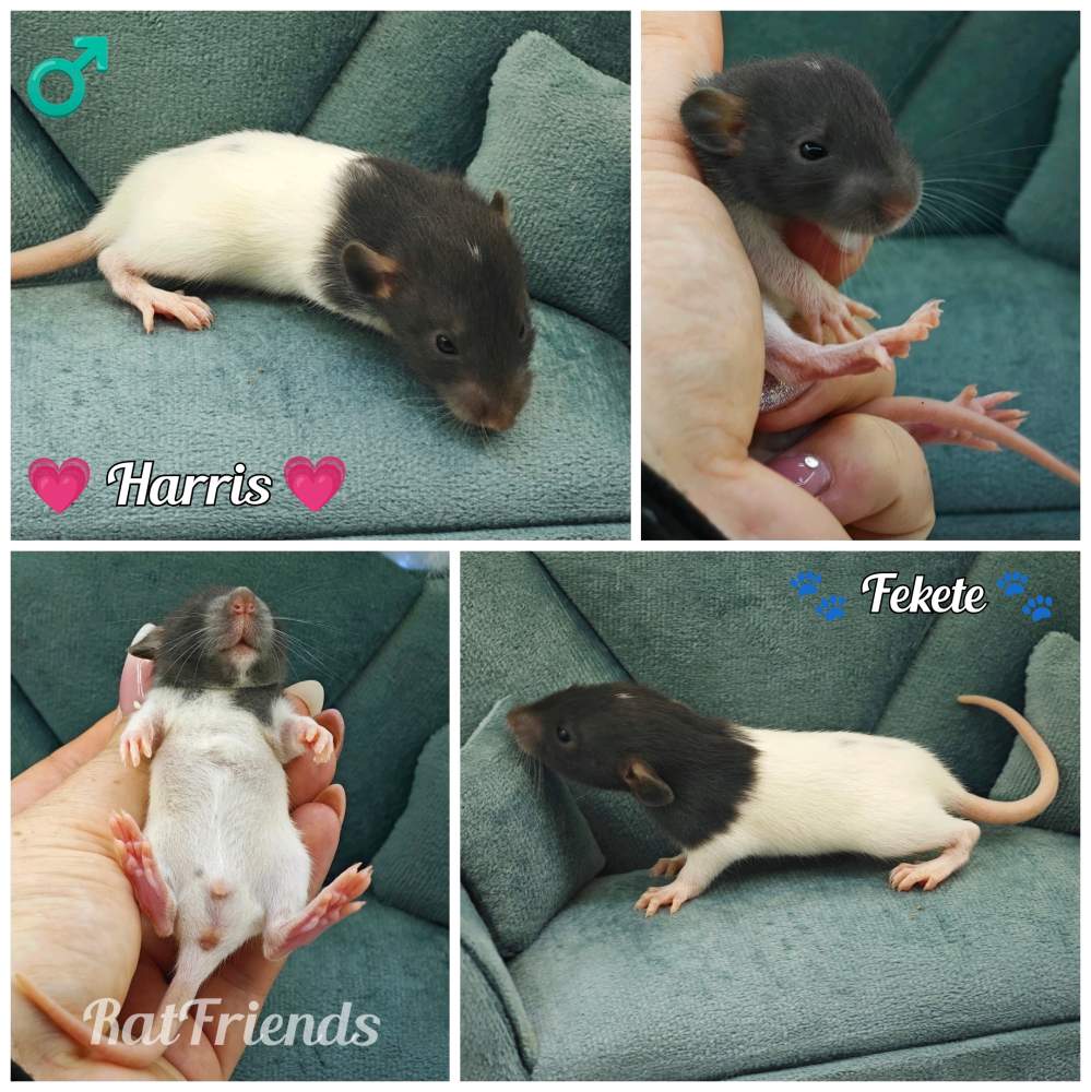 Fancy rat Available for rehoming Rattus norvegicus 