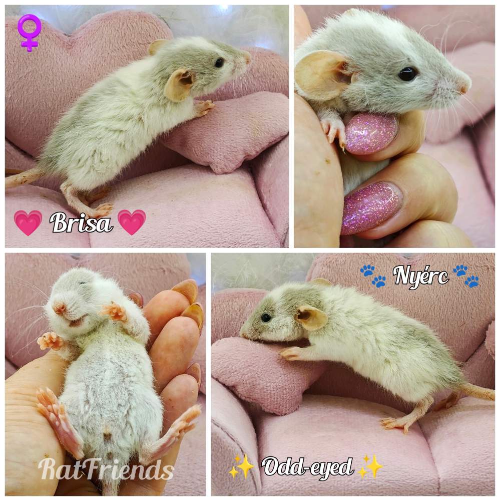 Fancy rat Breeder Rattus norvegicus 