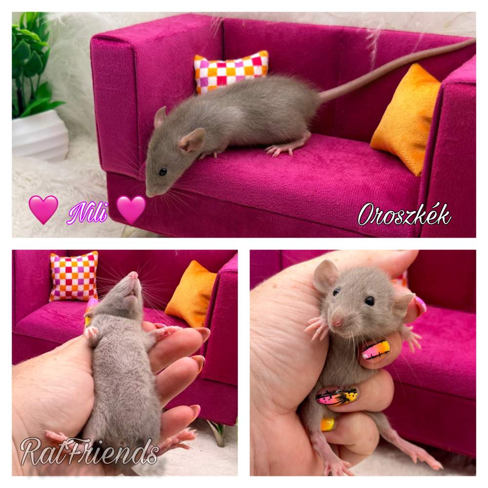 Fancy rat Available for rehoming Rattus norvegicus 