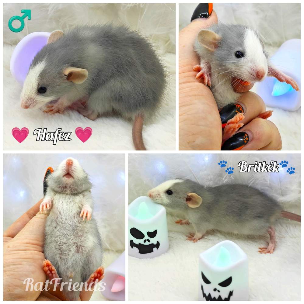 Fancy rat Owned by other Rattus norvegicus 