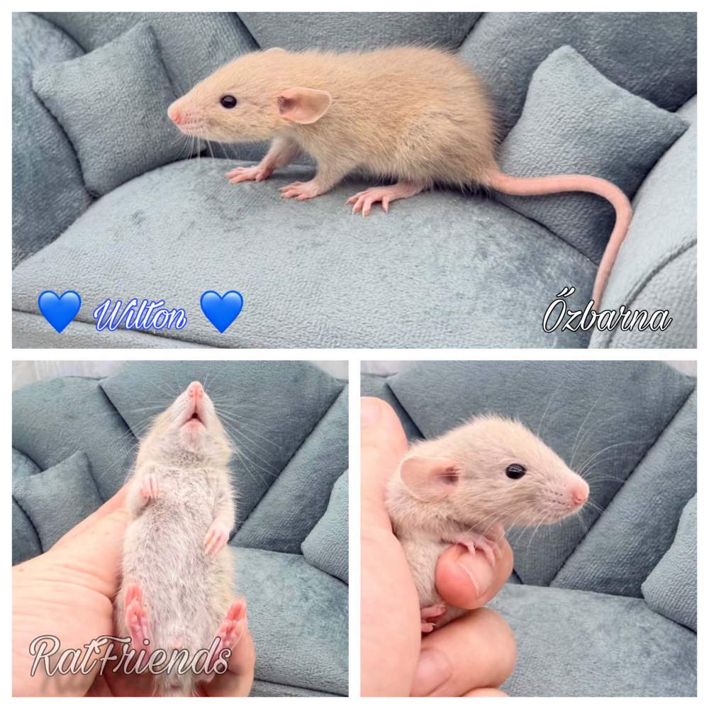 Fancy rat Breeder Rattus norvegicus 