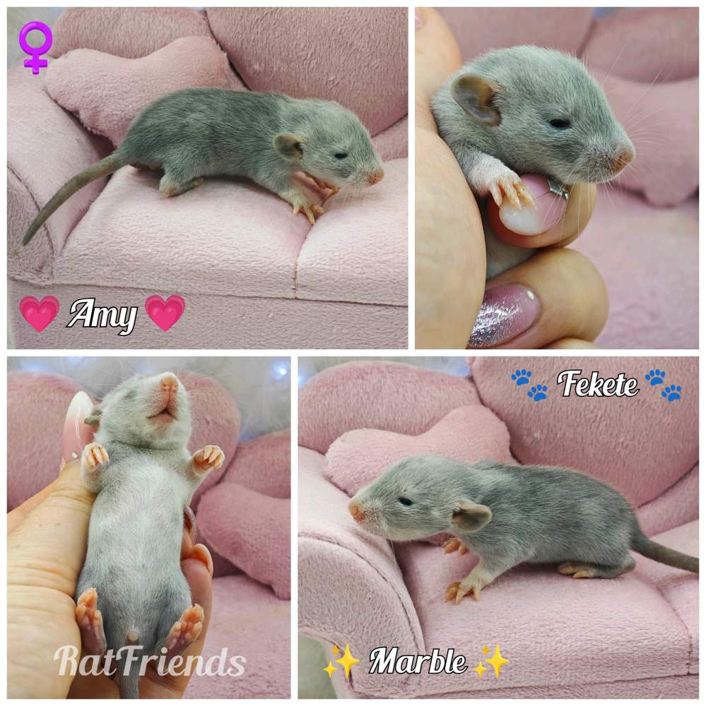 Fancy rat Breeder Rattus norvegicus 