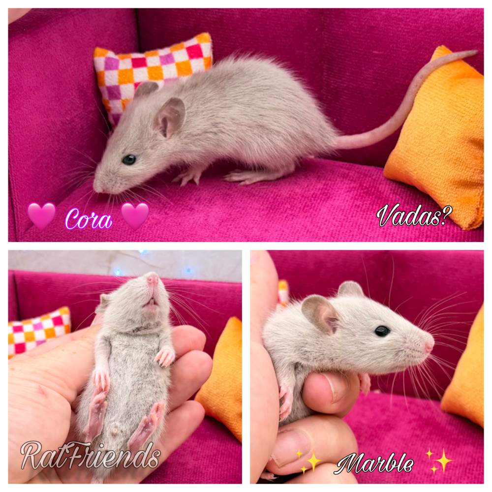 Fancy rat Breeder Rattus norvegicus 