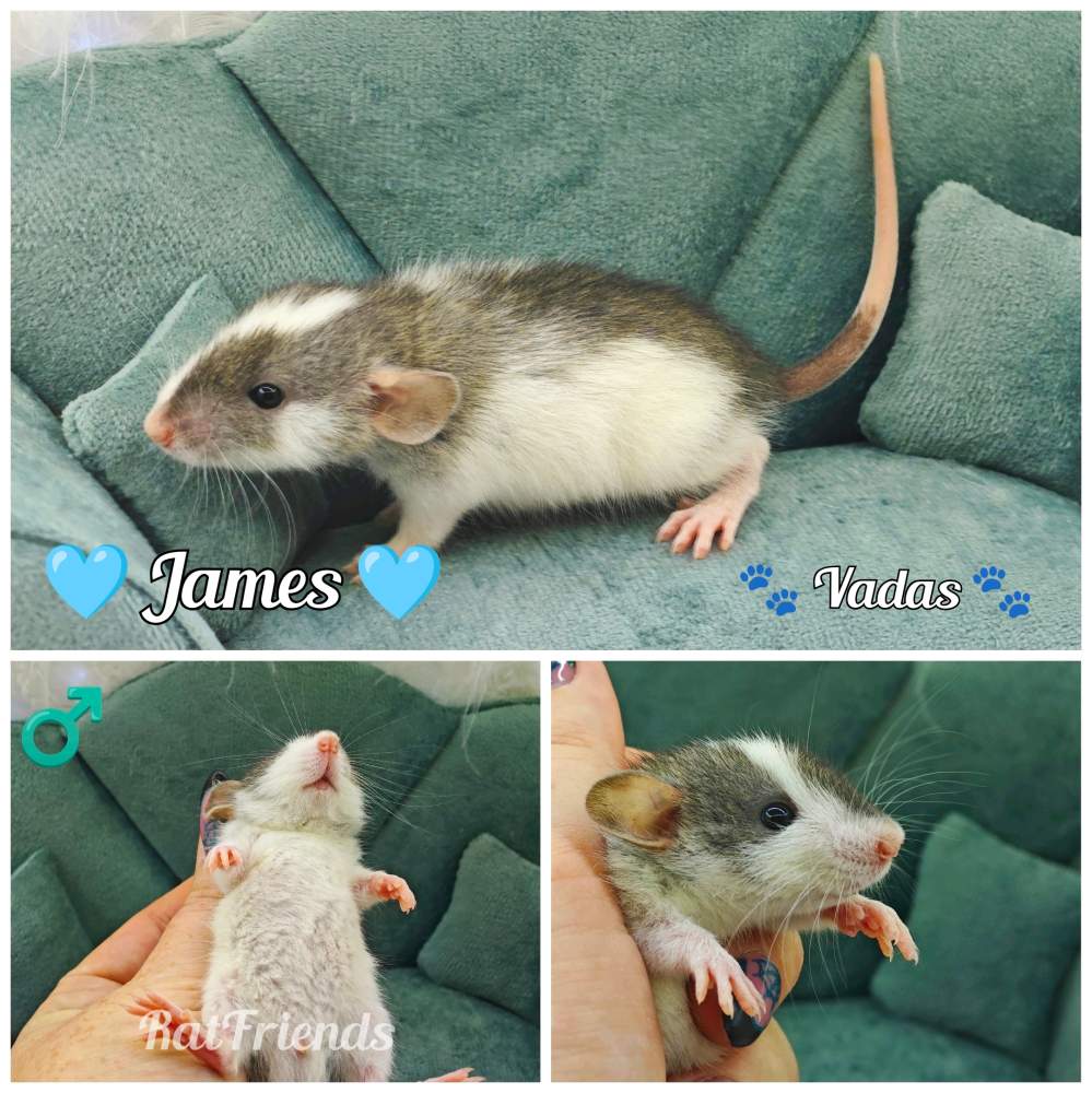 Fancy rat Available for rehoming Rattus norvegicus 