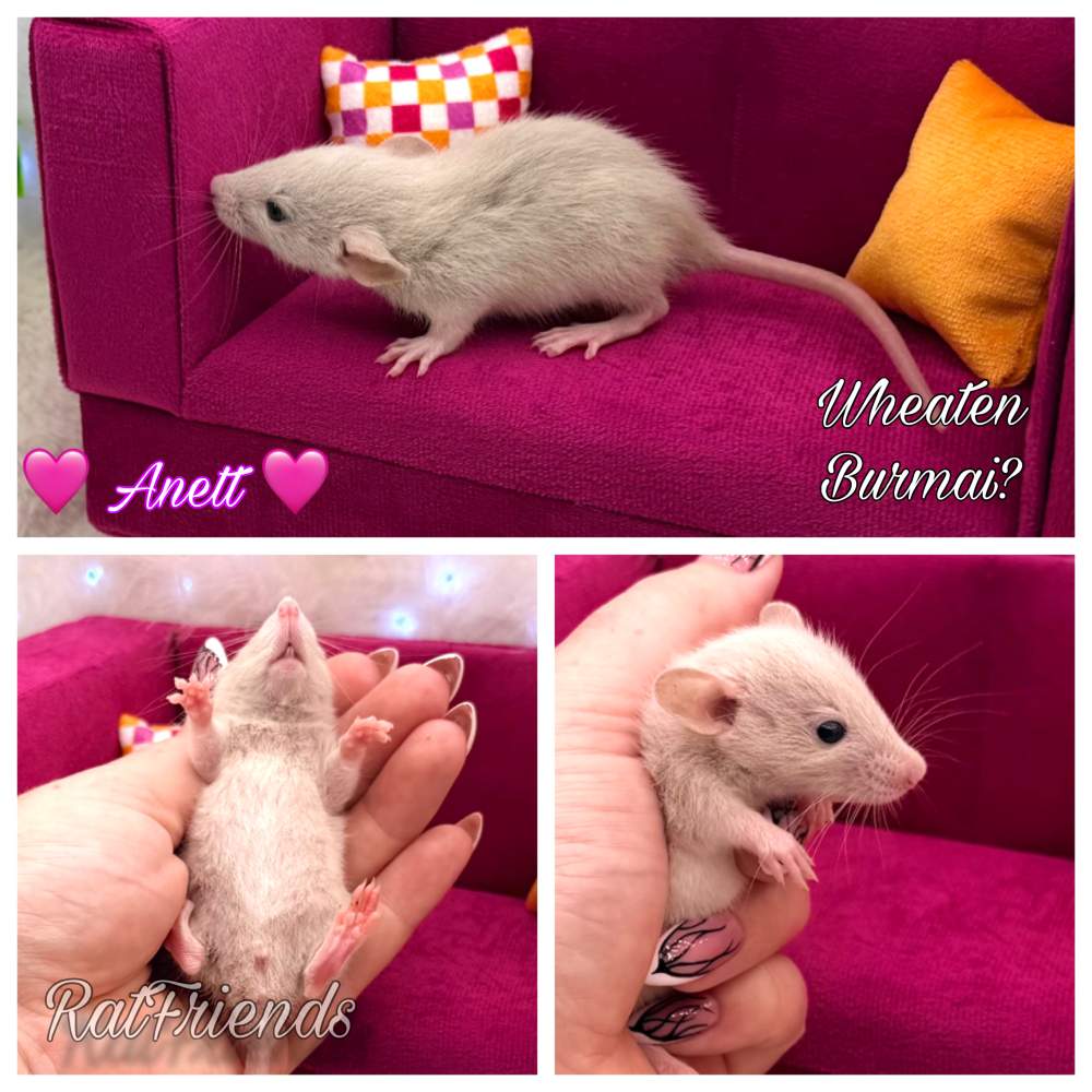 Fancy rat Available for rehoming Rattus norvegicus 