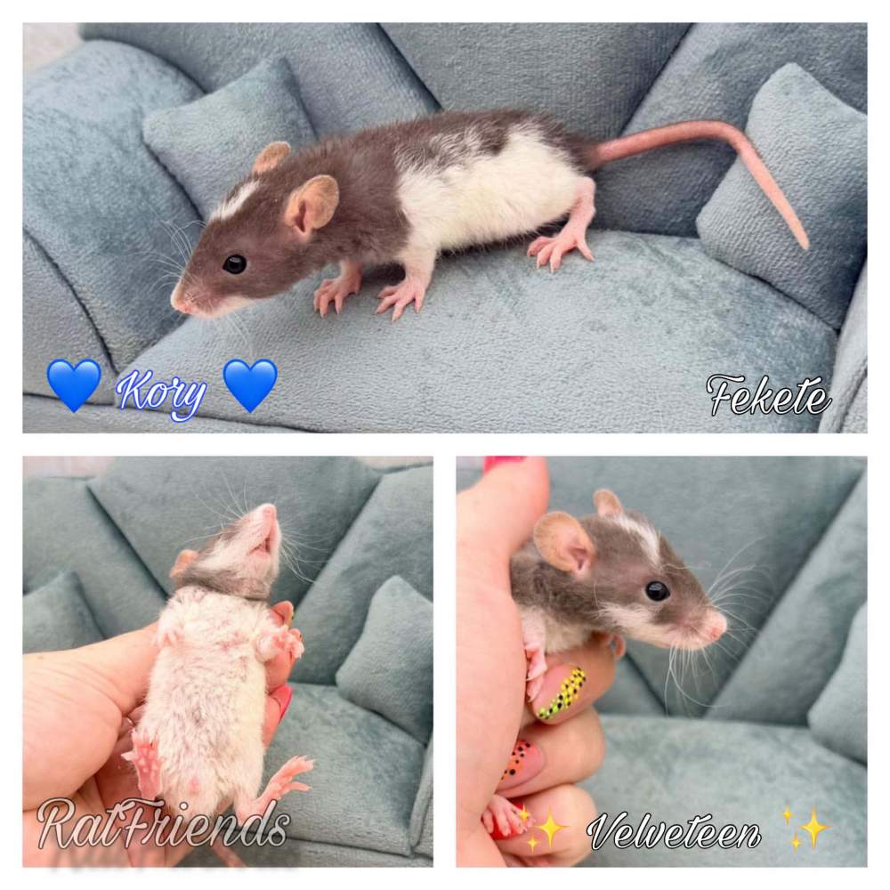 Fancy rat Available for rehoming Rattus norvegicus 