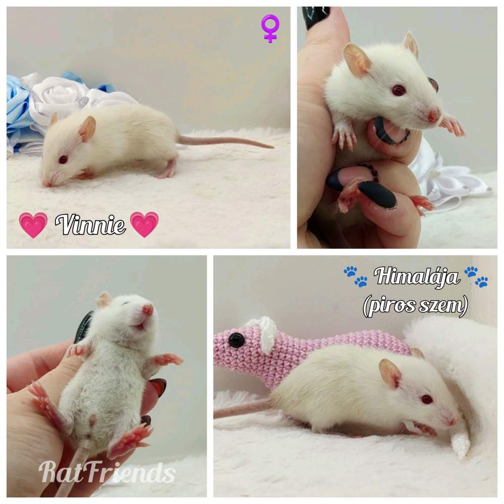 Fancy rat Owned by other Rattus norvegicus 