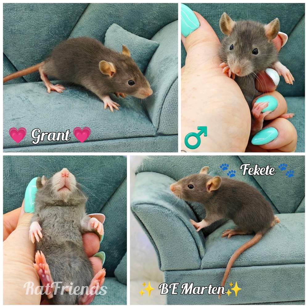 Fancy rat Owned by other Rattus norvegicus 