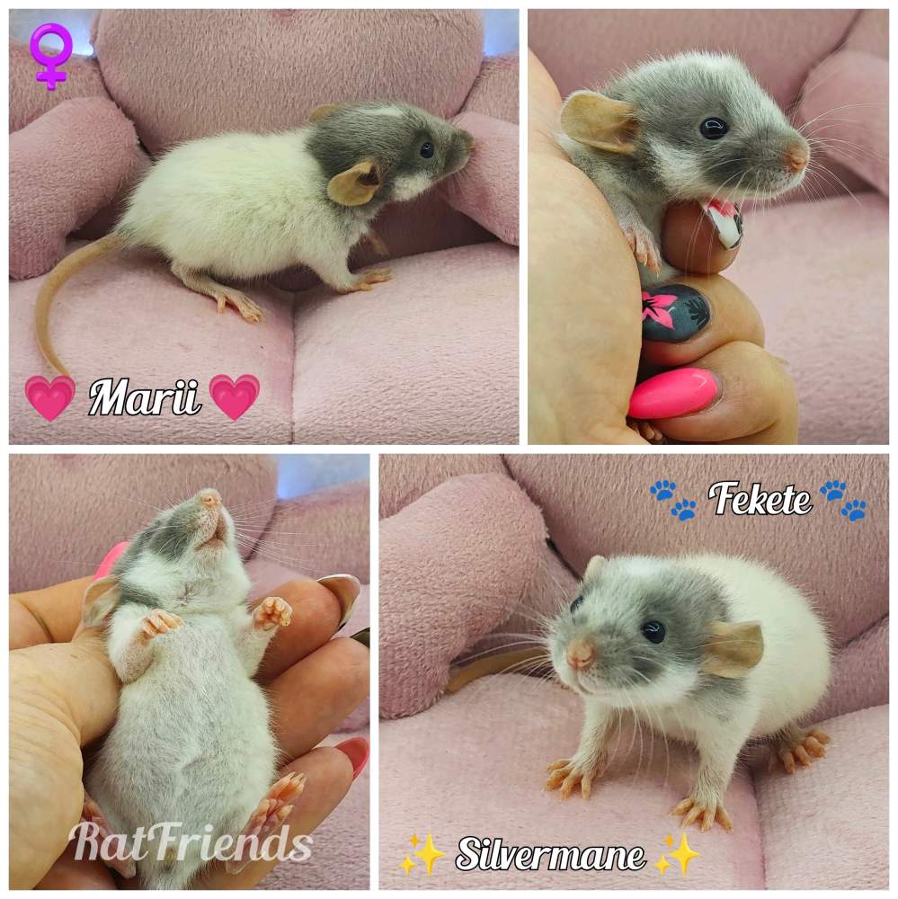 Fancy rat Rehomed Rattus norvegicus 