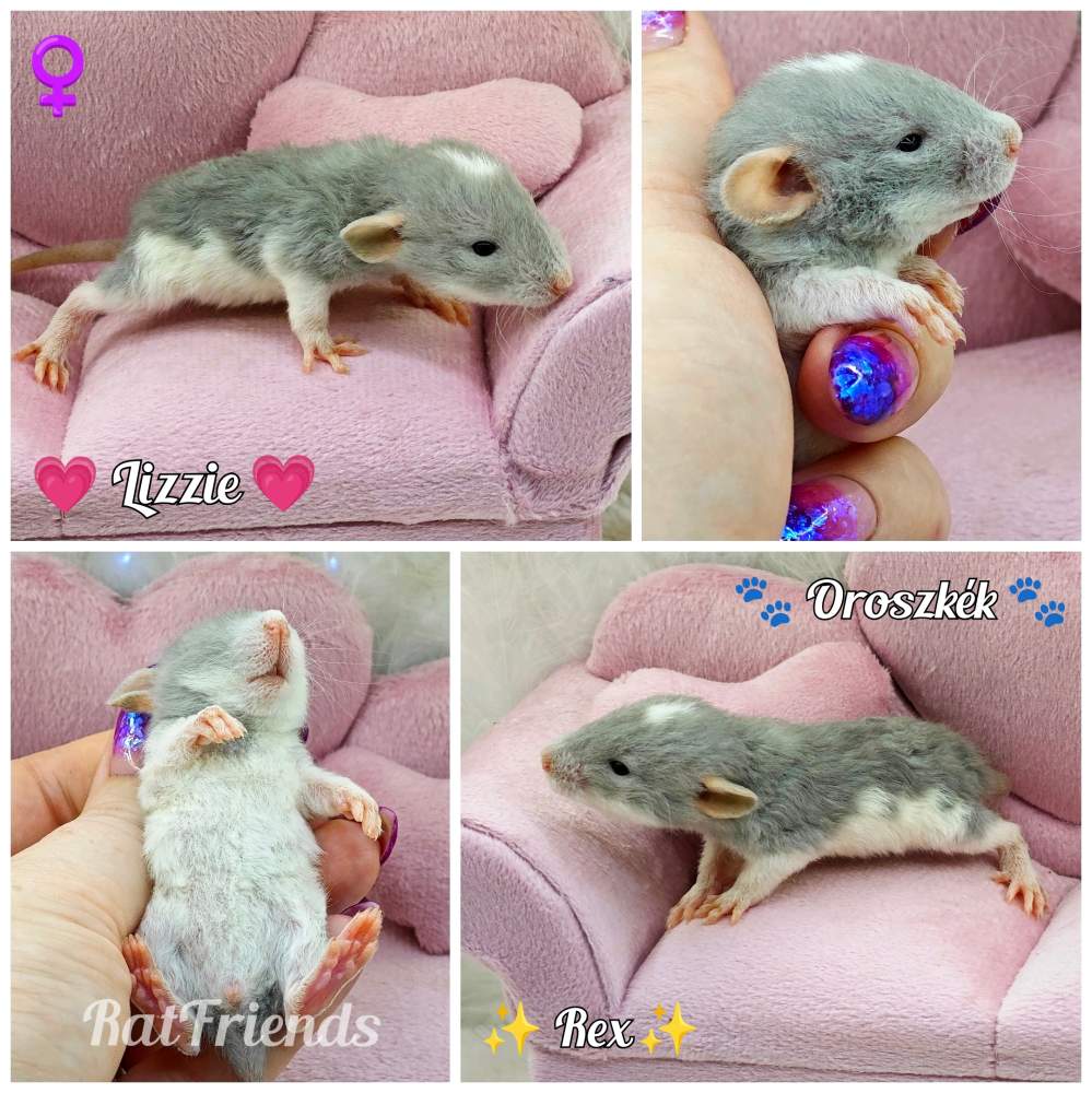 Fancy rat Owned by other Rattus norvegicus 