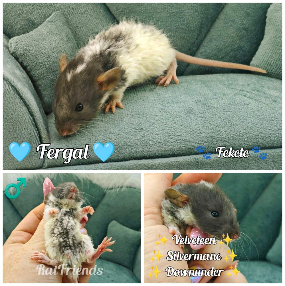 Fancy rat Breeder Rattus norvegicus 