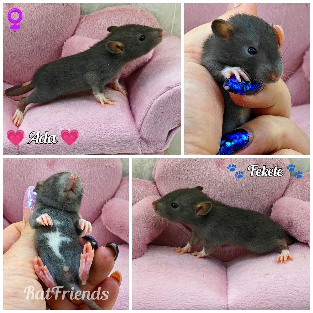 Fancy rat Owned by other Rattus norvegicus 