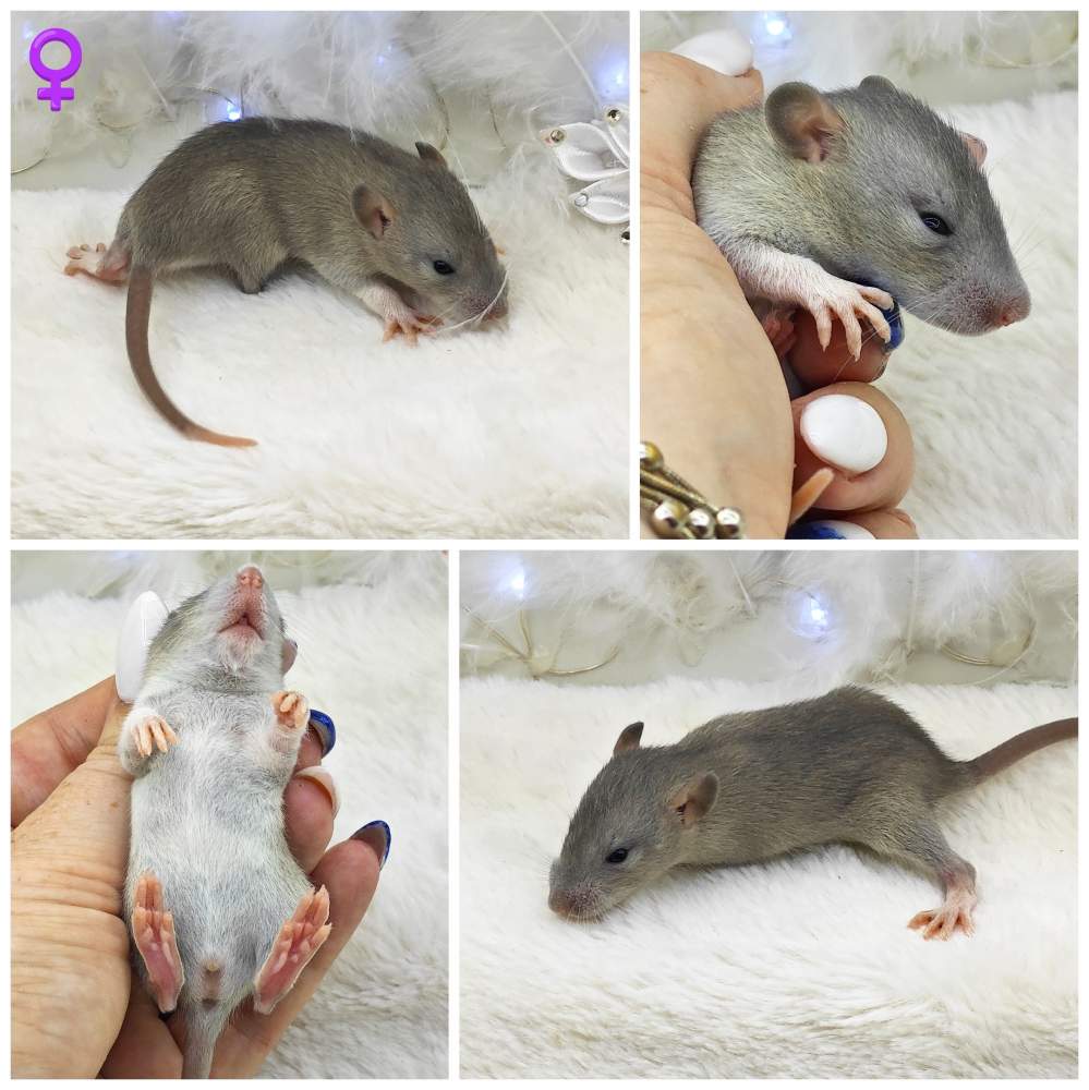 Fancy rat Breeder Rattus norvegicus 