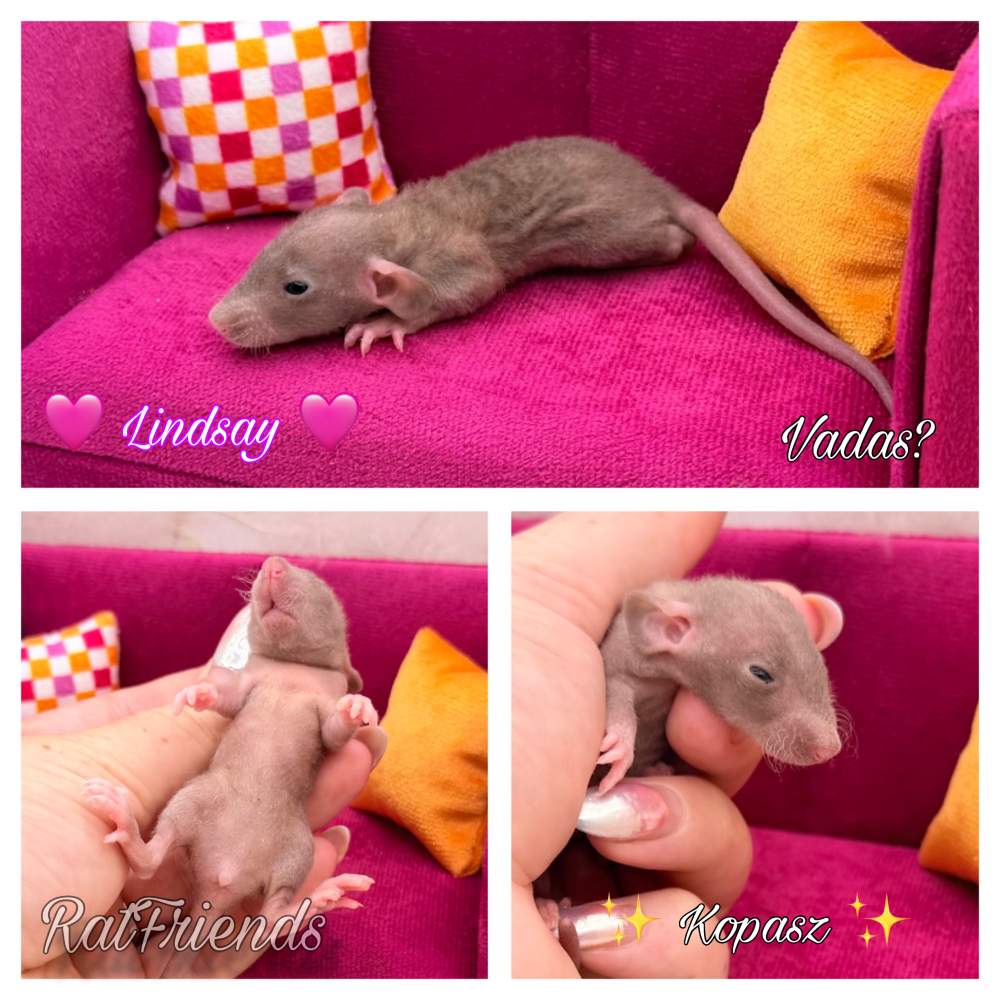 Fancy rat Available for rehoming Rattus norvegicus 