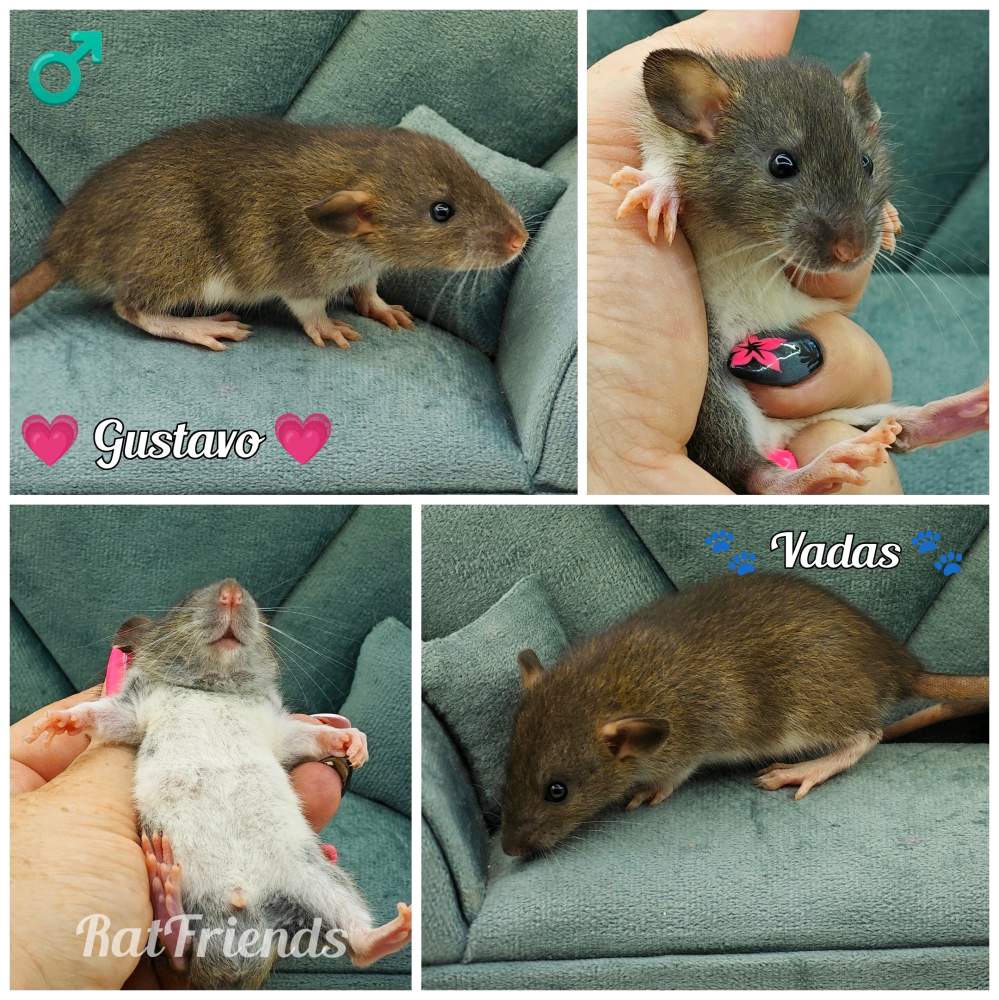 Fancy rat Rehomed Rattus norvegicus 