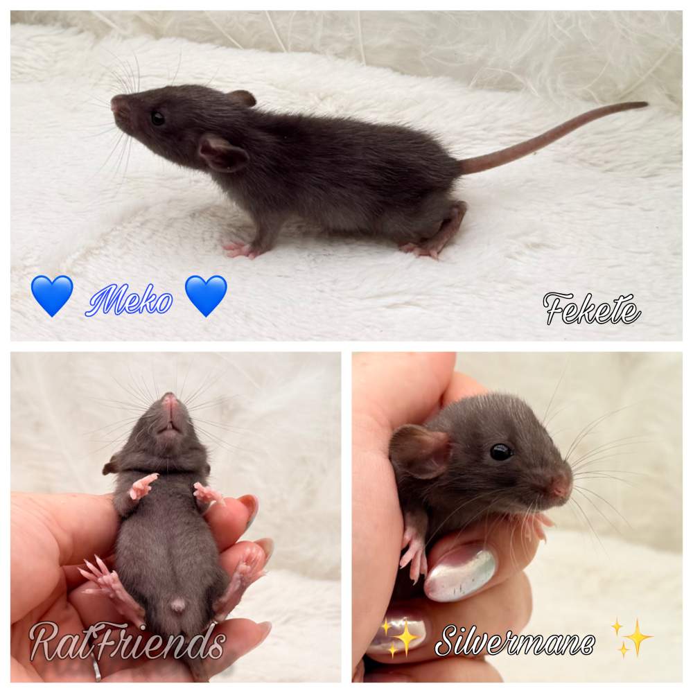 Fancy rat Available for rehoming Rattus norvegicus 