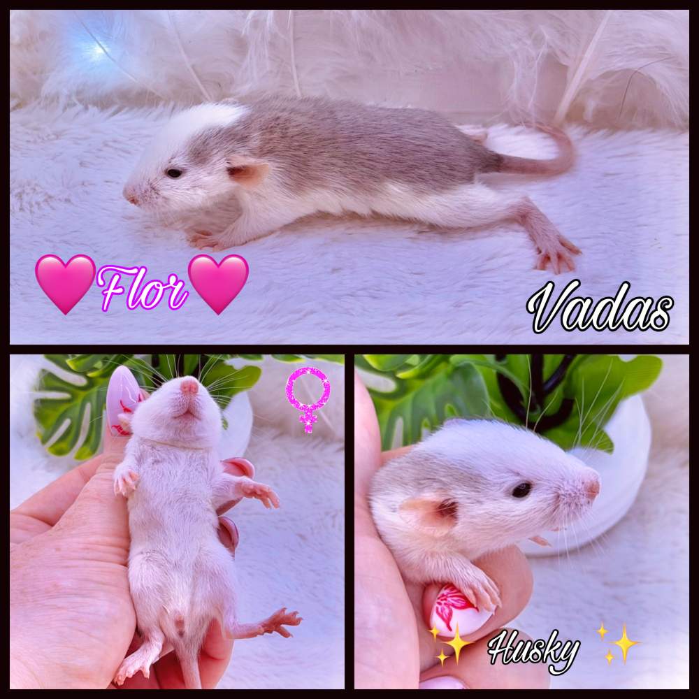 Fancy rat Available for rehoming Rattus norvegicus 