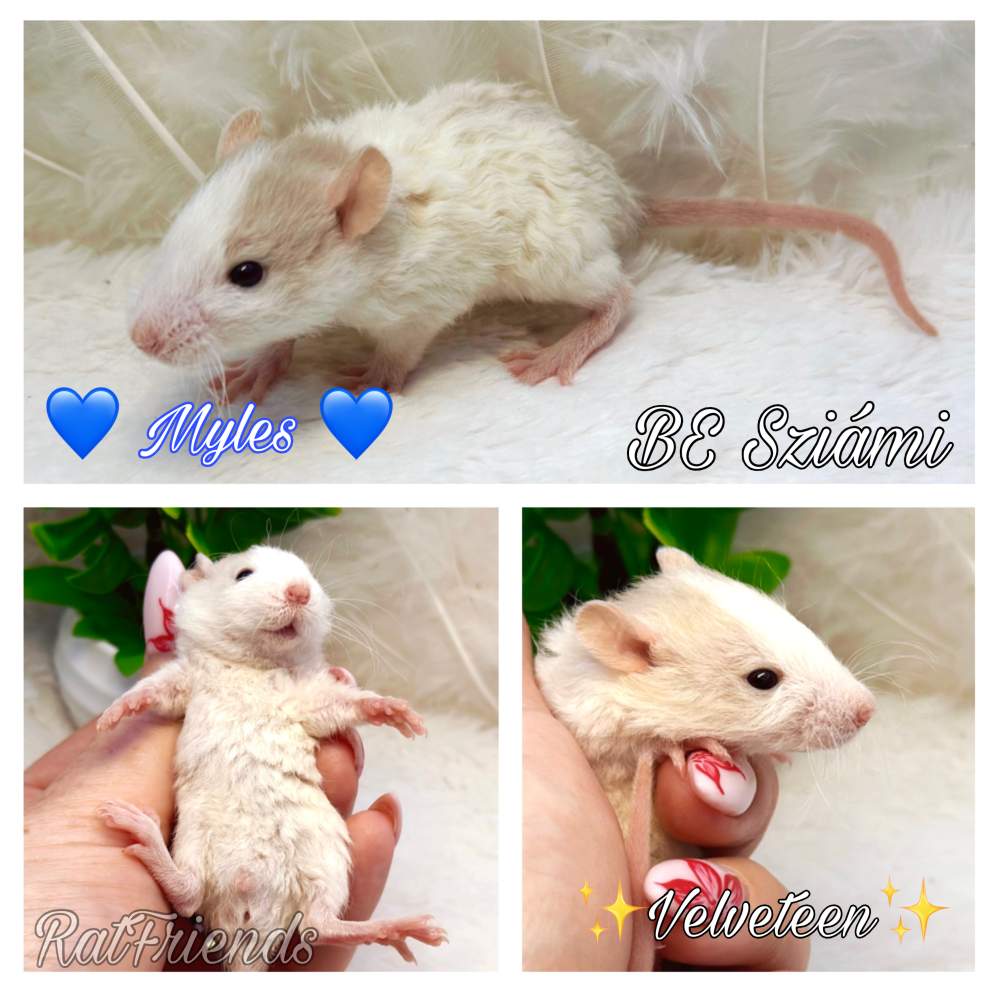 Fancy rat Available for rehoming Rattus norvegicus 