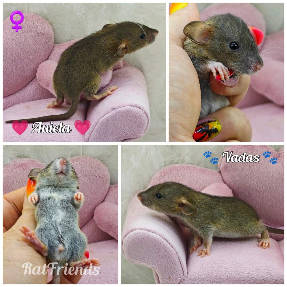 Fancy rat Available for rehoming Rattus norvegicus 