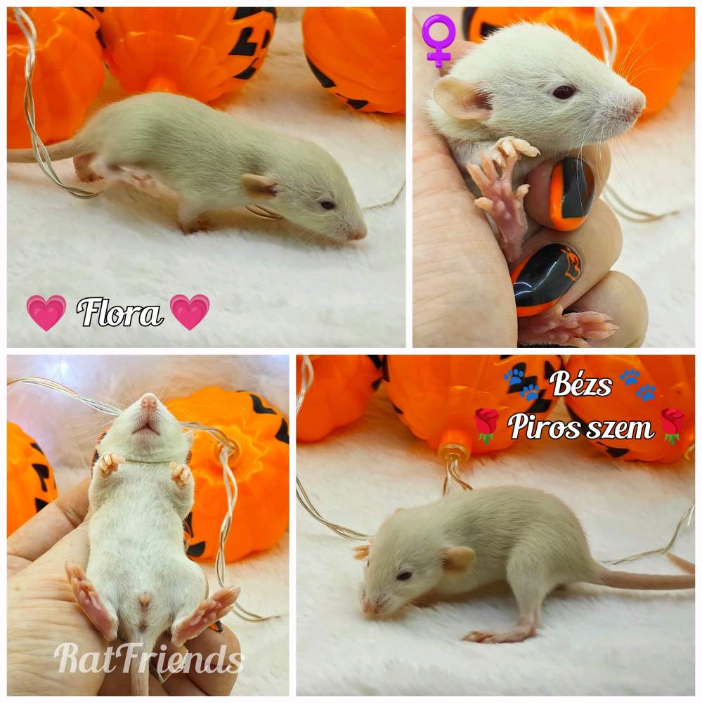Fancy rat Owned by other Rattus norvegicus 