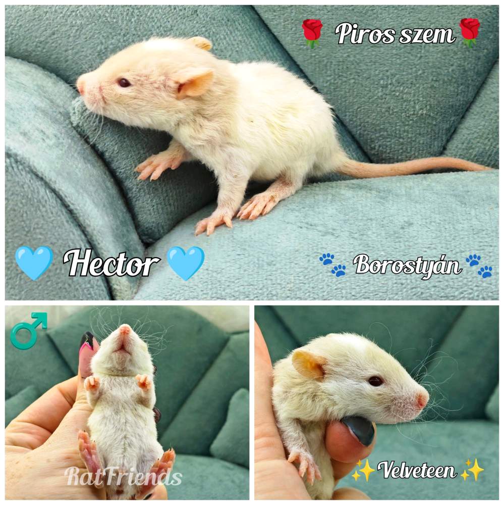 Fancy rat Available for rehoming Rattus norvegicus 