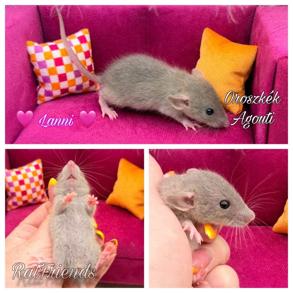 Fancy rat Available for rehoming Rattus norvegicus 