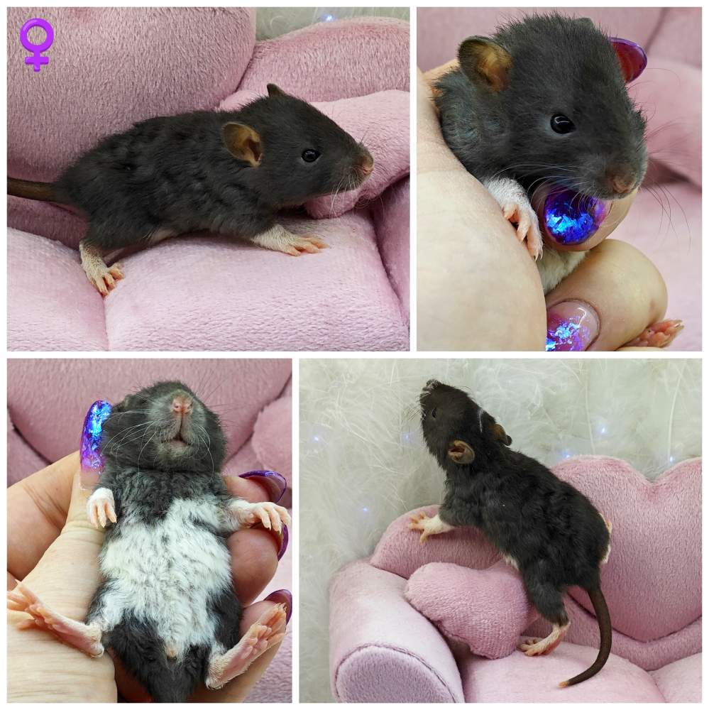 Fancy rat Breeder Rattus norvegicus 
