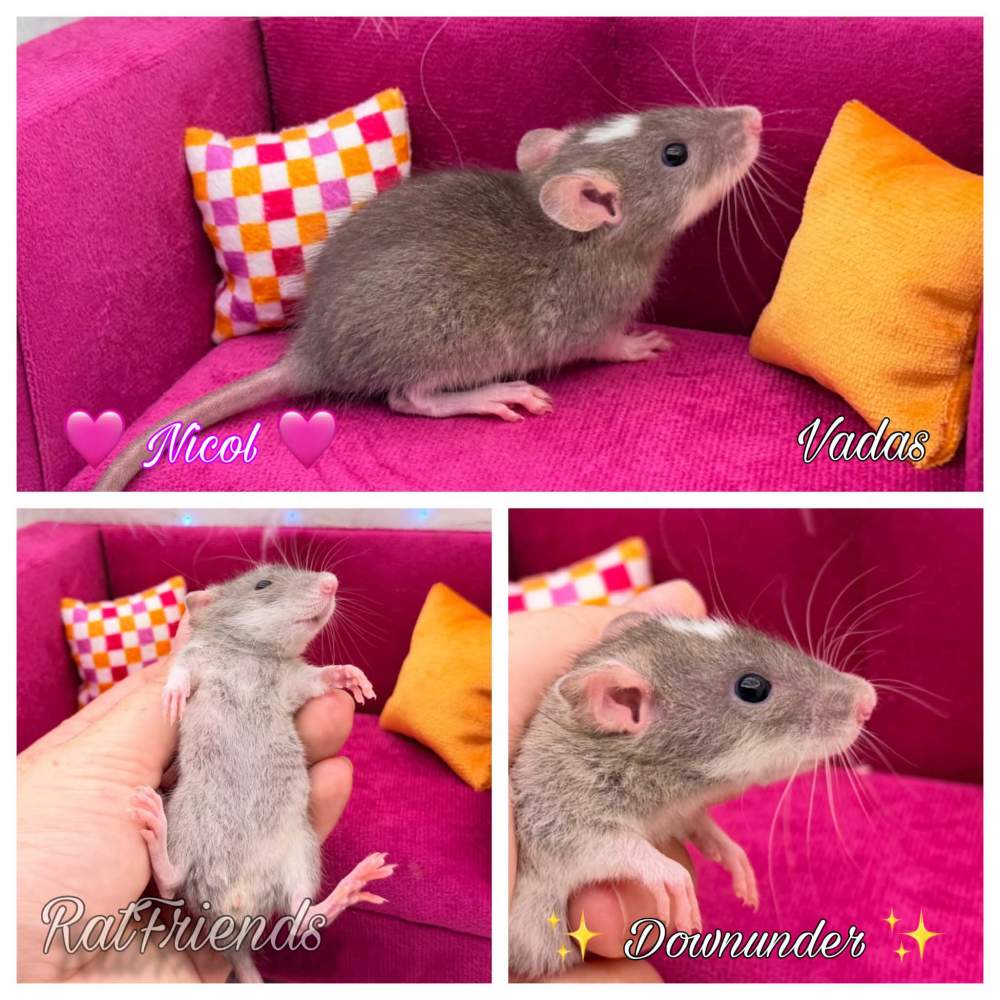 Fancy rat Available for rehoming Rattus norvegicus 