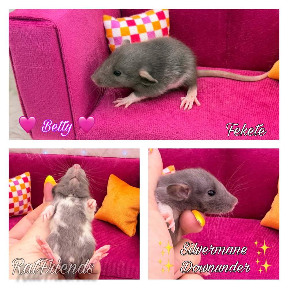 Fancy rat Available for rehoming Rattus norvegicus 