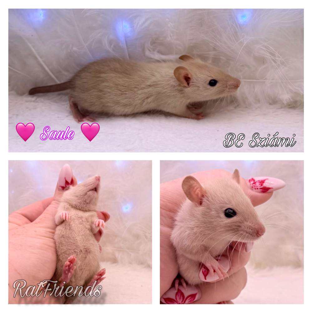 Fancy rat Rehomed Rattus norvegicus 