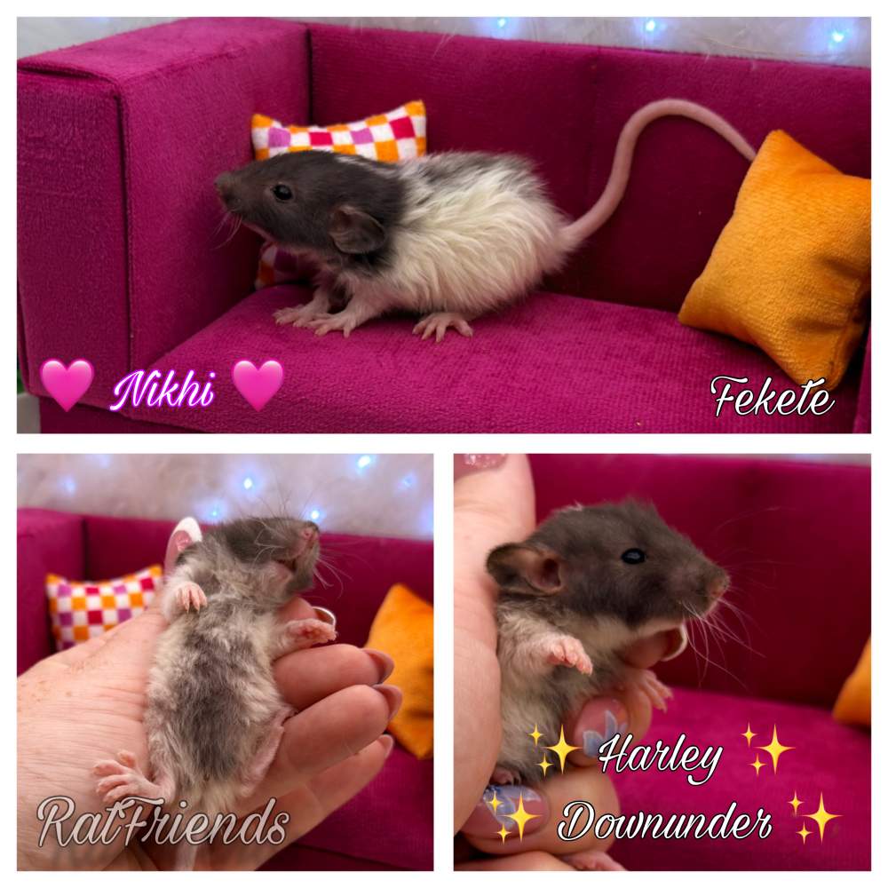 Fancy rat Available for rehoming Rattus norvegicus 
