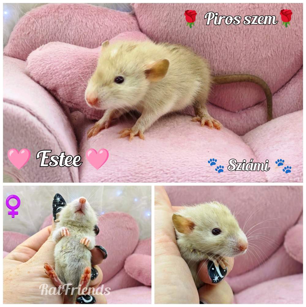 Fancy rat Available for rehoming Rattus norvegicus 