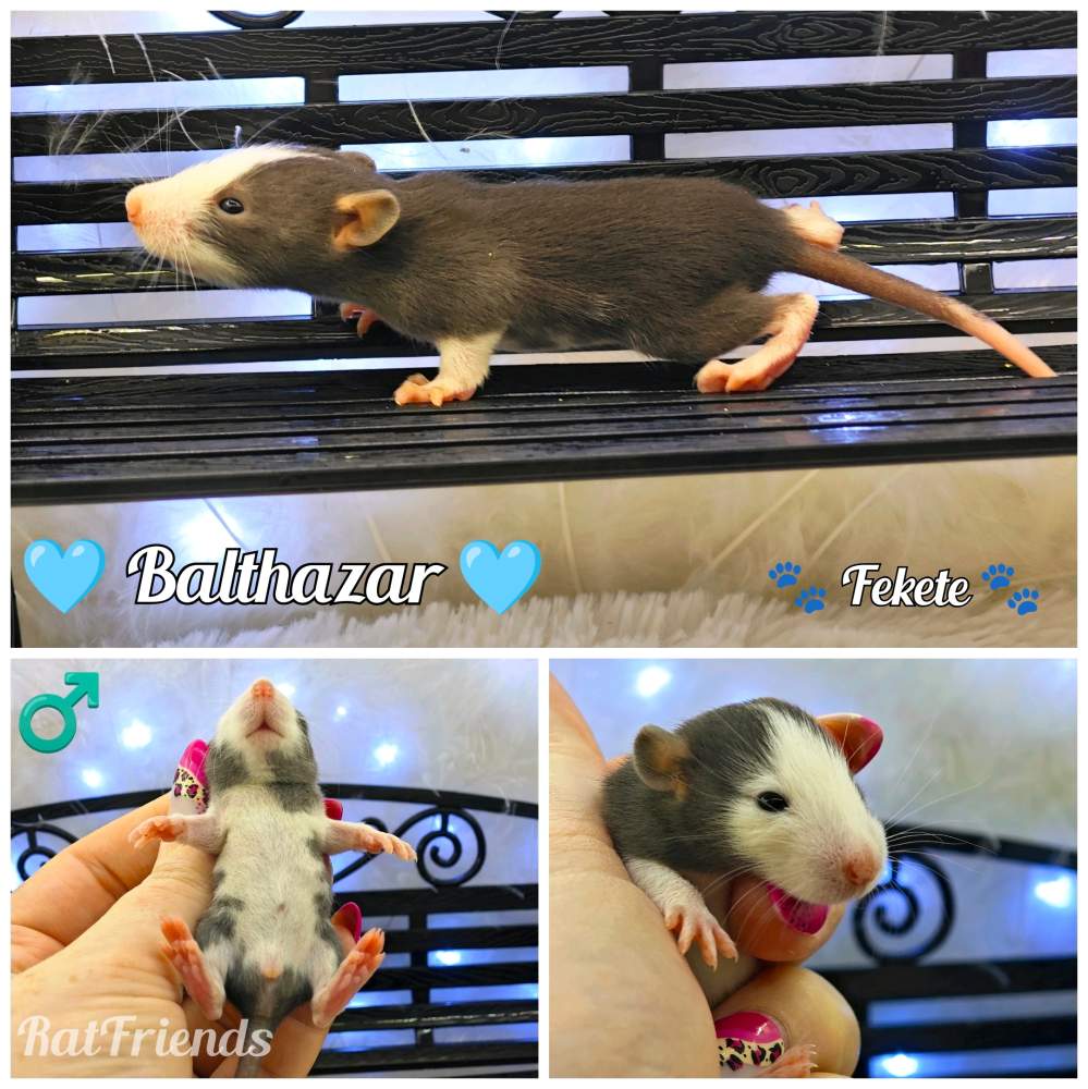 Fancy rat Available for rehoming Rattus norvegicus 