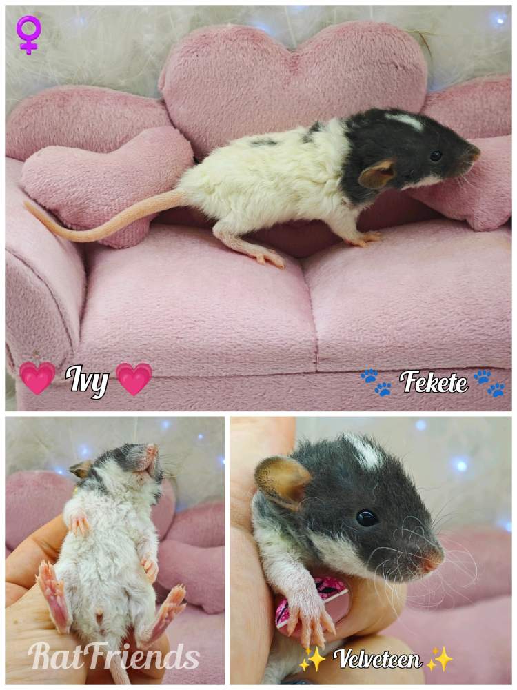 Fancy rat Available for rehoming Rattus norvegicus 