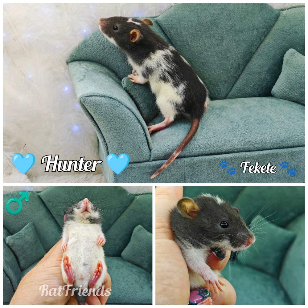 Fancy rat Available for rehoming Rattus norvegicus 