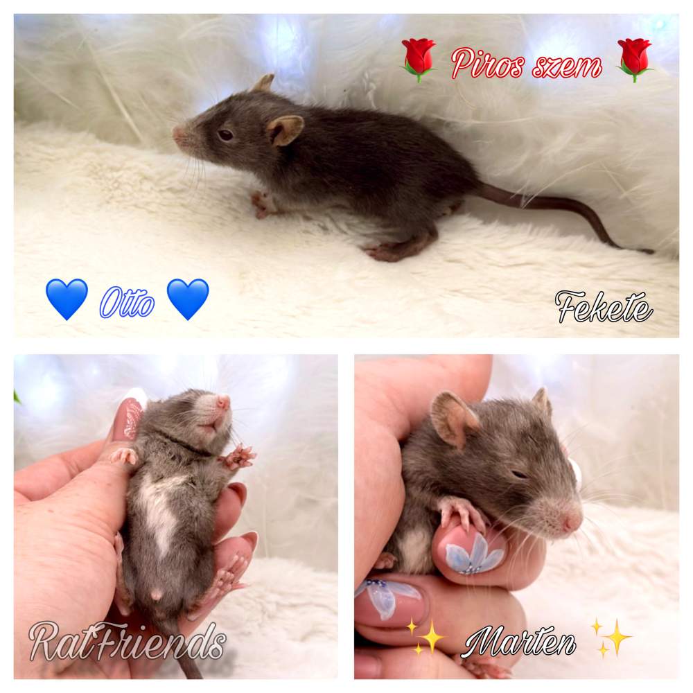 Fancy rat Available for rehoming Rattus norvegicus 
