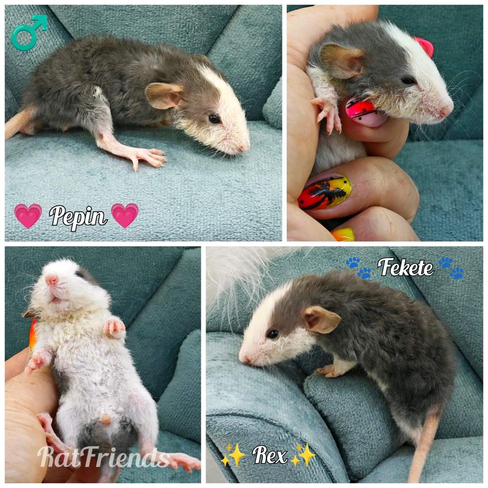 Fancy rat Available for rehoming Rattus norvegicus 