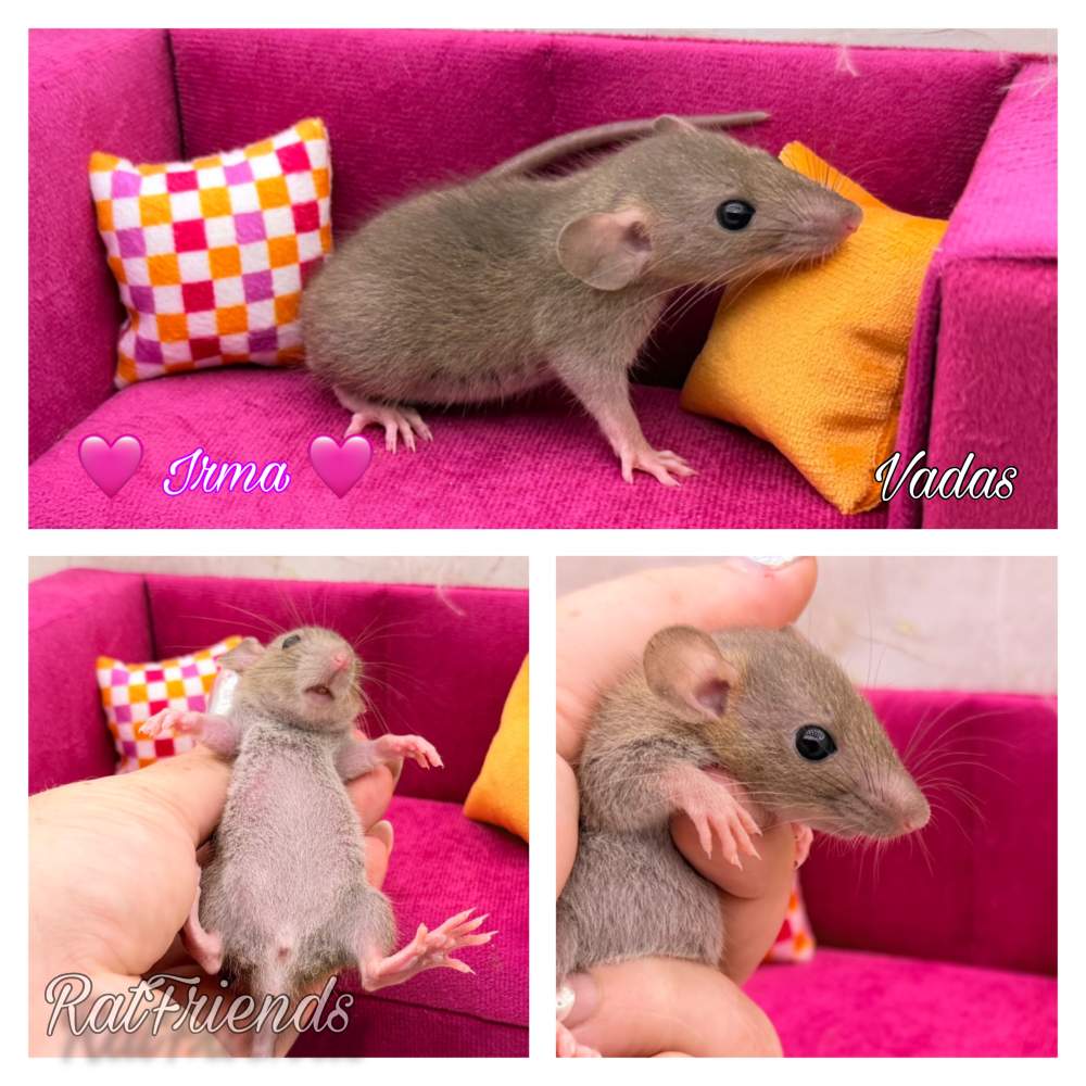 Fancy rat Breeder Rattus norvegicus 