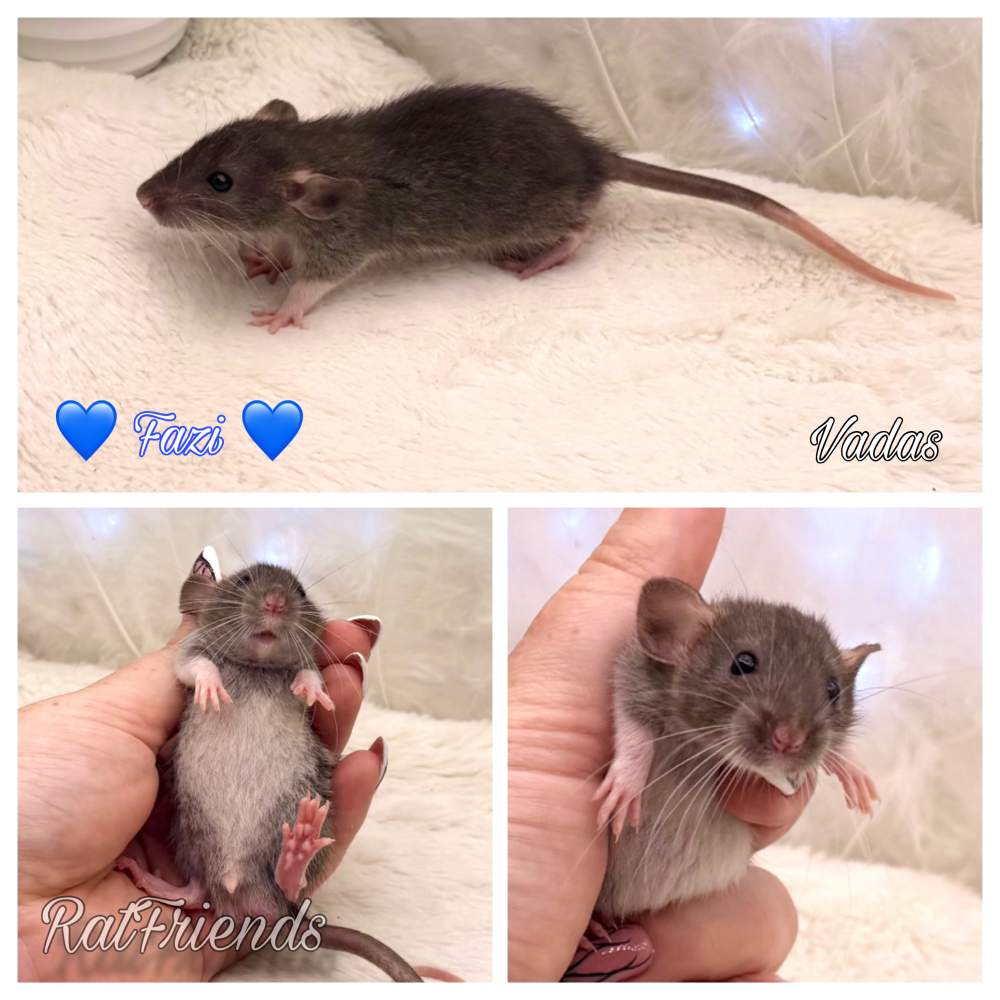 Fancy rat Available for rehoming Rattus norvegicus 