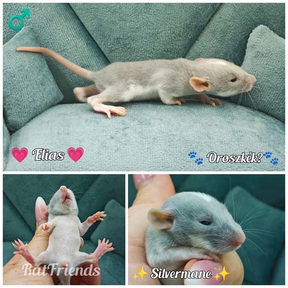 Fancy rat Available for rehoming Rattus norvegicus 